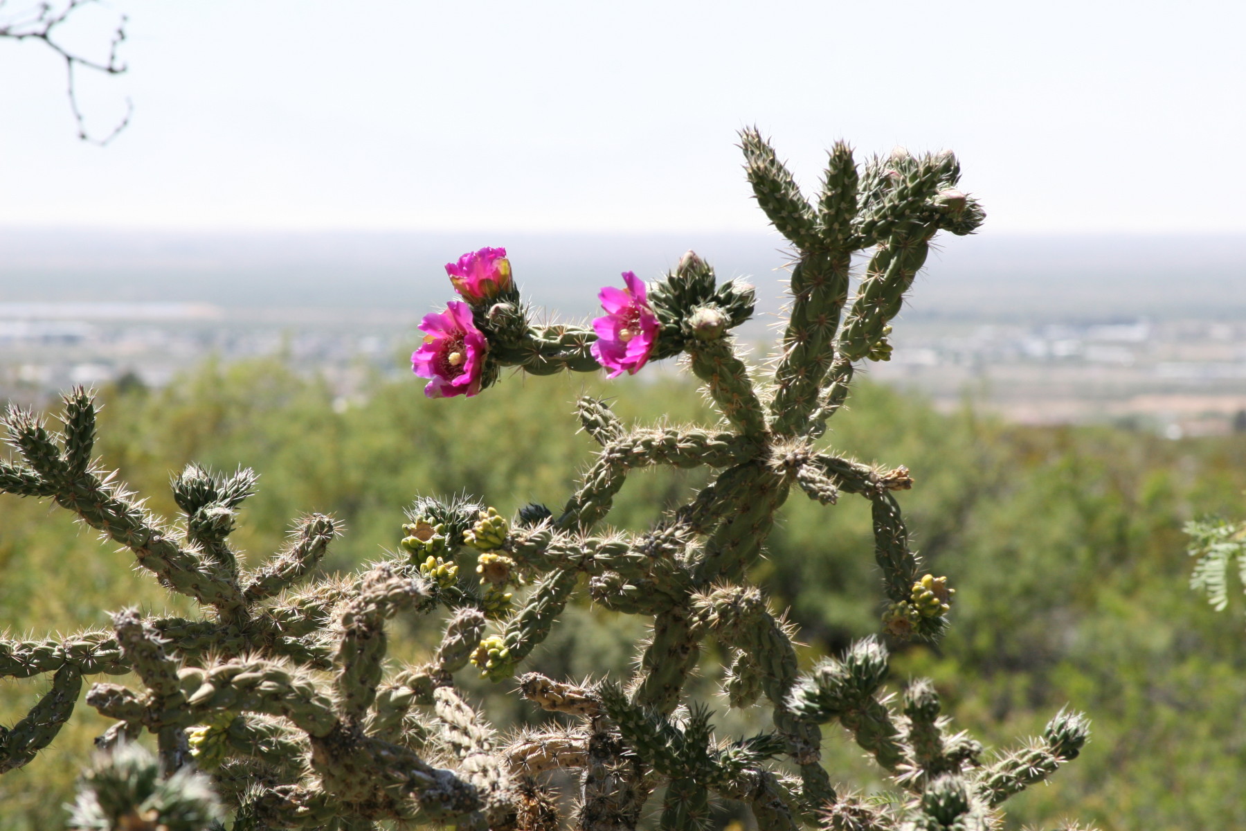 TDY Place — Available Rentals Near Holloman AFB TDY Place
